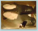 (24/60): Buty ojca Piotra Semenenki - eksponaty Muzeum Matek Zaoycielek Zgromadzenia Sistr Zmartwychwstanek w domu macierzystym w Rzymie.