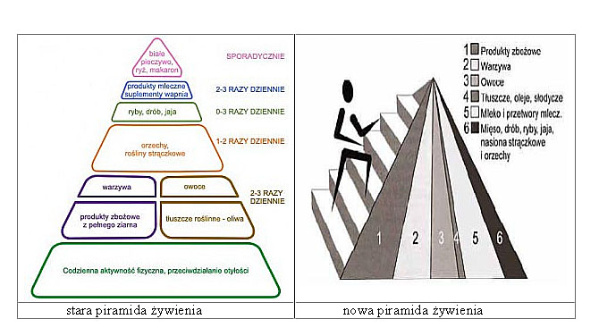 piramidy ywienia